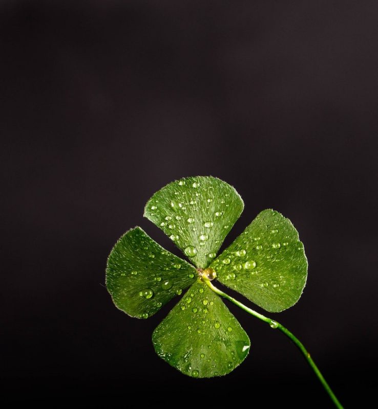 clover dew luck 705310
